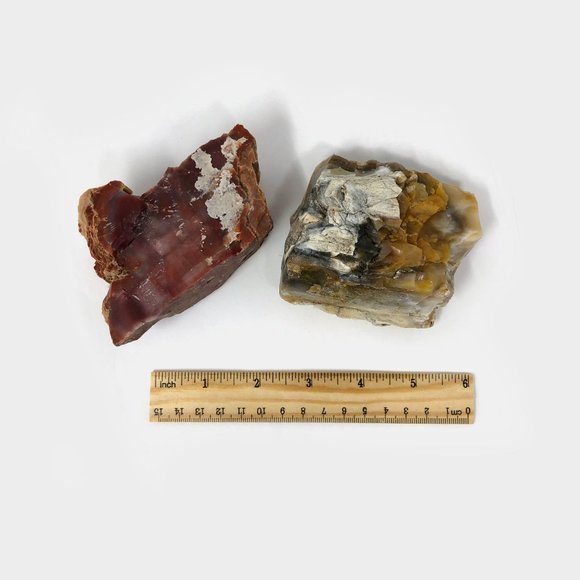 Agatized Petrified Wood - Picture 2 of 4